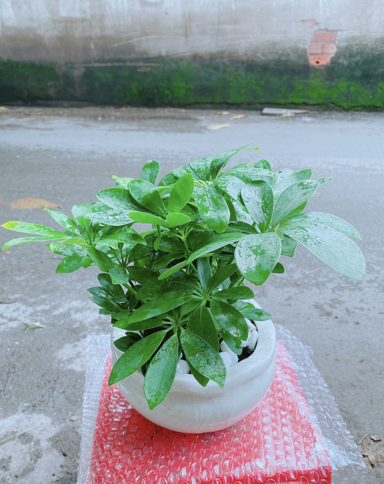 Chậu Cây Ngũ Gia Bì Để Bàn