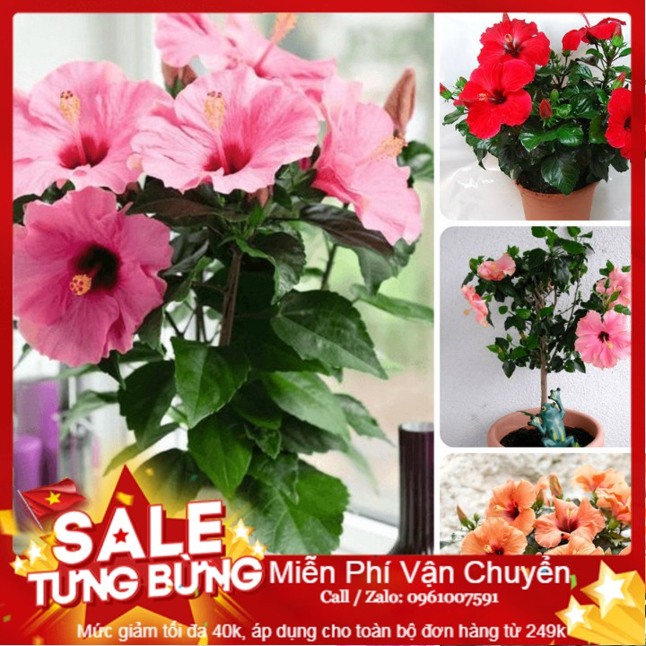 Hạt Giống Hoa Dâm Bụt Lùn - 5 Hạt