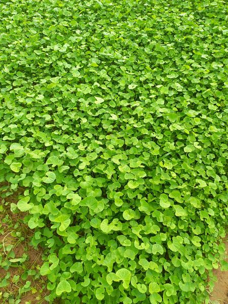 Hạt giống rau má Việt Nam - 2gram ( 3500 hạt)