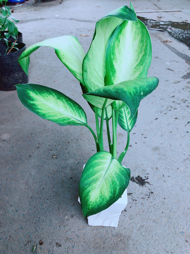 Chậu Vạn Niên Thanh