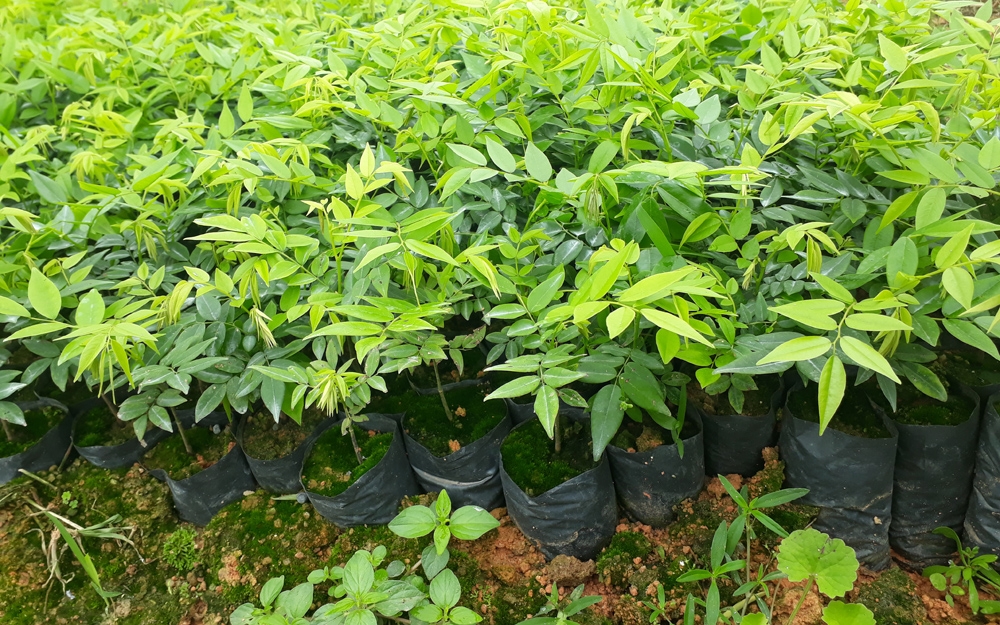 Red Sua Tree Seeds (Huynh Dan, Trac Thot, Hue) Ct500 - Pack of 20 Seeds