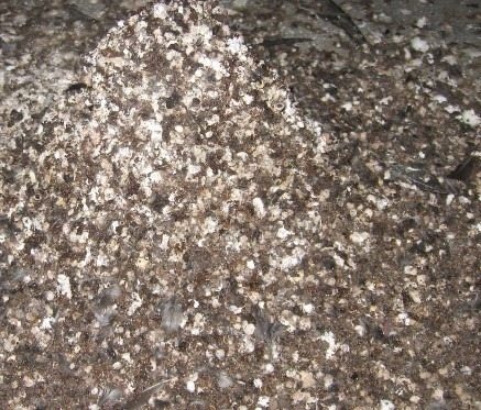 Phân chim yến 1kg