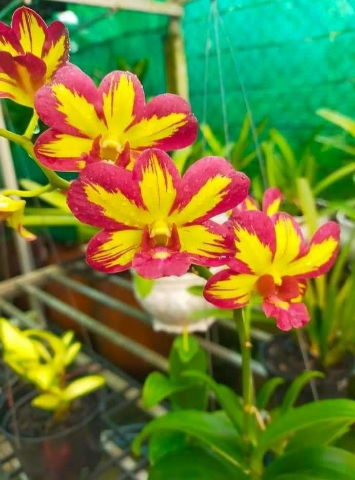 Denro vàng đỏ xưa hàng cây giống