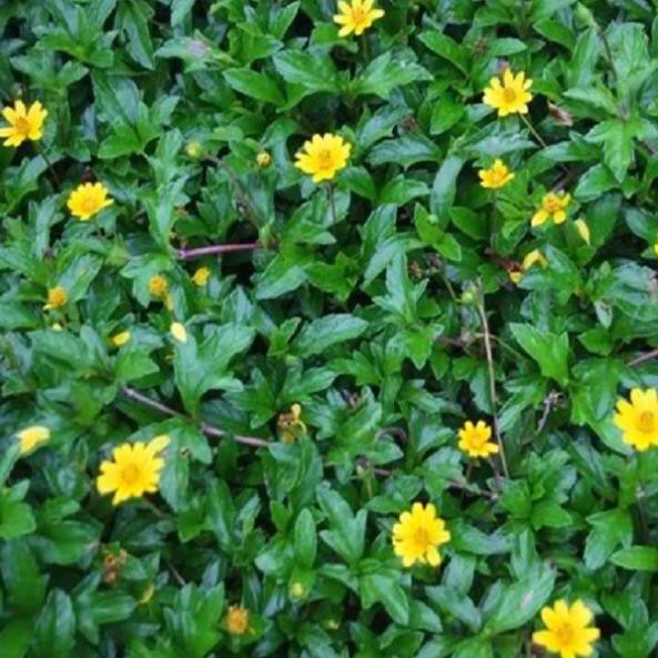 01 KG Cây Sài Đất Tươi Làm Lá Tắm