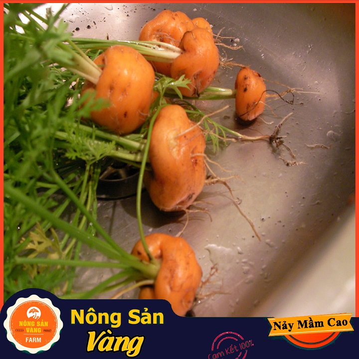 [HCM]Hạt giống Cà Rốt Củ Tròn ( 05 Gram ) - Nông Sản Vàng