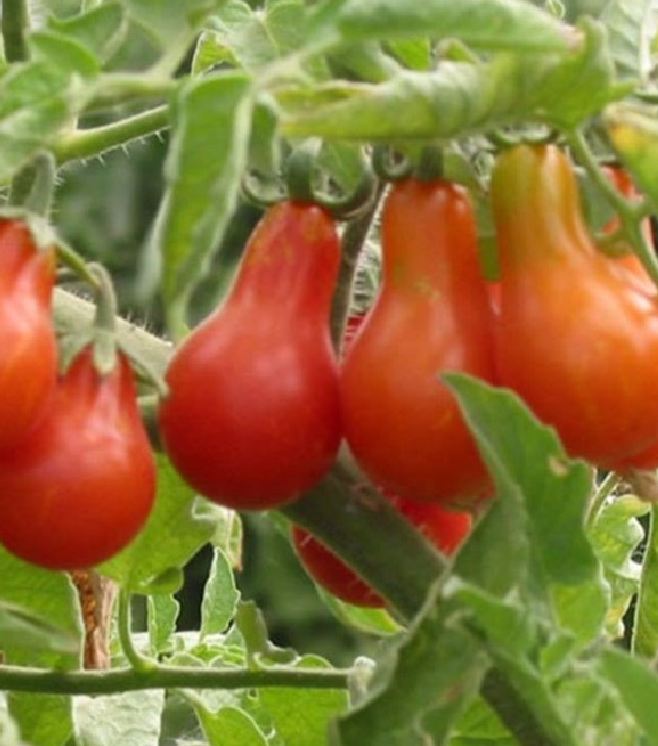 Hạt giống cà chua quả lê đỏ - Gói 30 Hạt