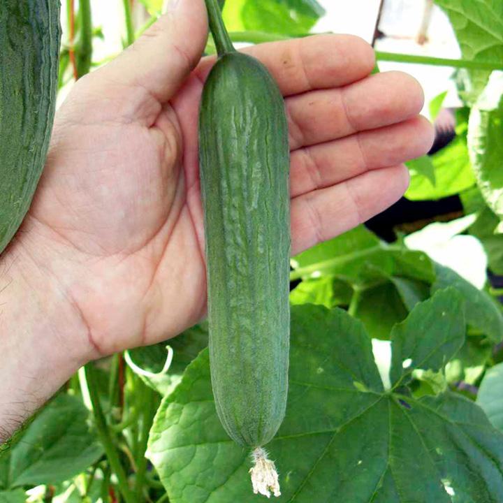 Baby cucumber seeds - Sale Off