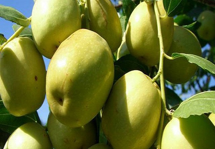 CÂY GIỐNG TÁO ĐẠI (ĐẠI TÁO) DÒNG QUẢ SỚM