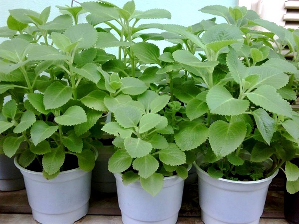 Cây giống rau tần dày lá (húng chanh)