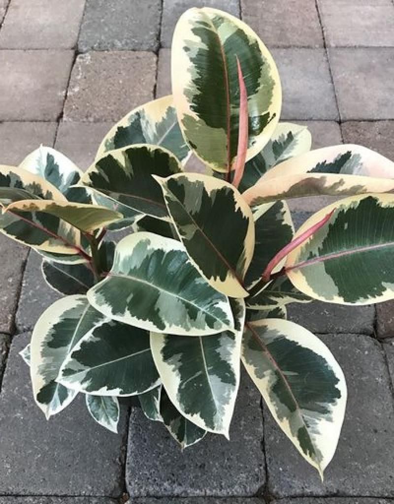 Cây Đa Cẩm Thạch Sô Cô La (Marble Rubber Tree, Ficus Elastica Tineke) 20cm