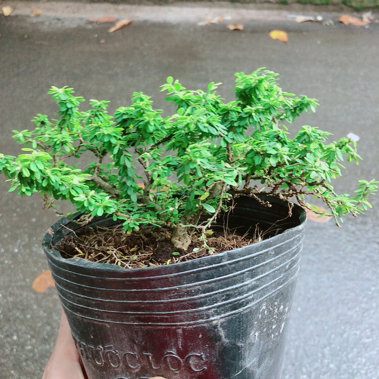 Linh sam hạt gạo