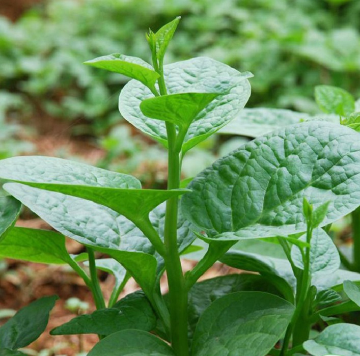 Hạt giống rau Mồng Tơi (10 gram)