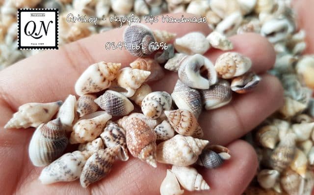 vỏ ốc biển cỡ nhỏ