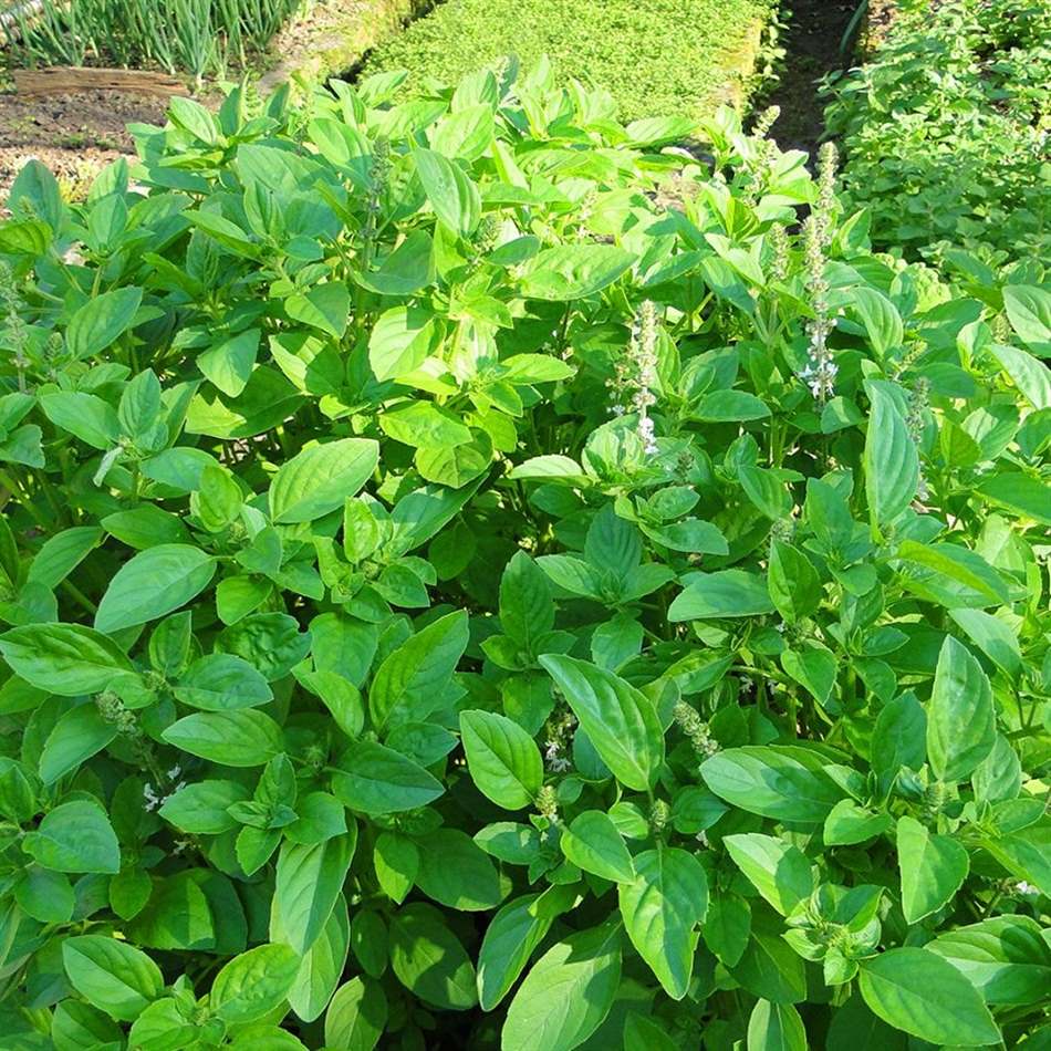 Hạt giống húng Quế rau Quế - gói 5 gram
