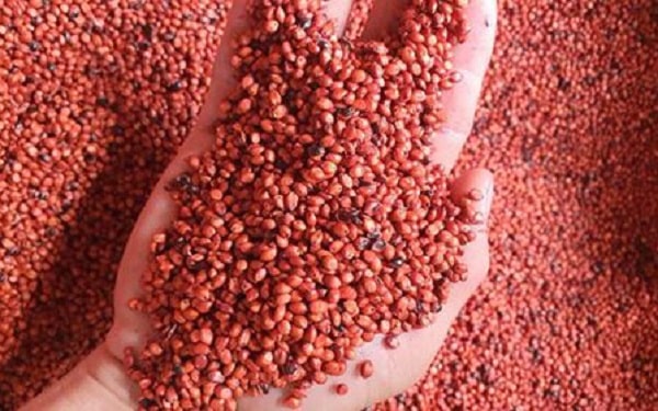 Hạt Giống Cỏ chăn nuôi SUDAN -Gói 100gram(tặng kèm phân bón)