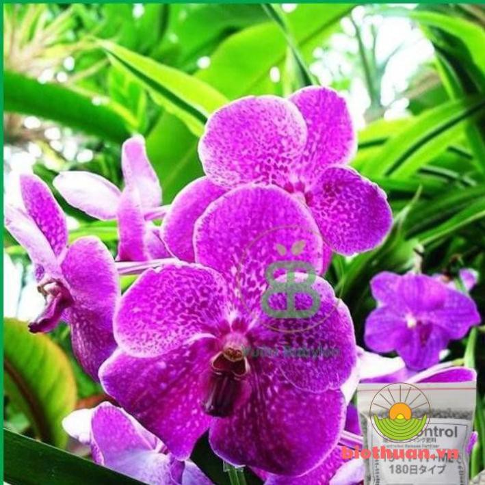 Phân bón tan chậm Nhật 13-11-1 200g