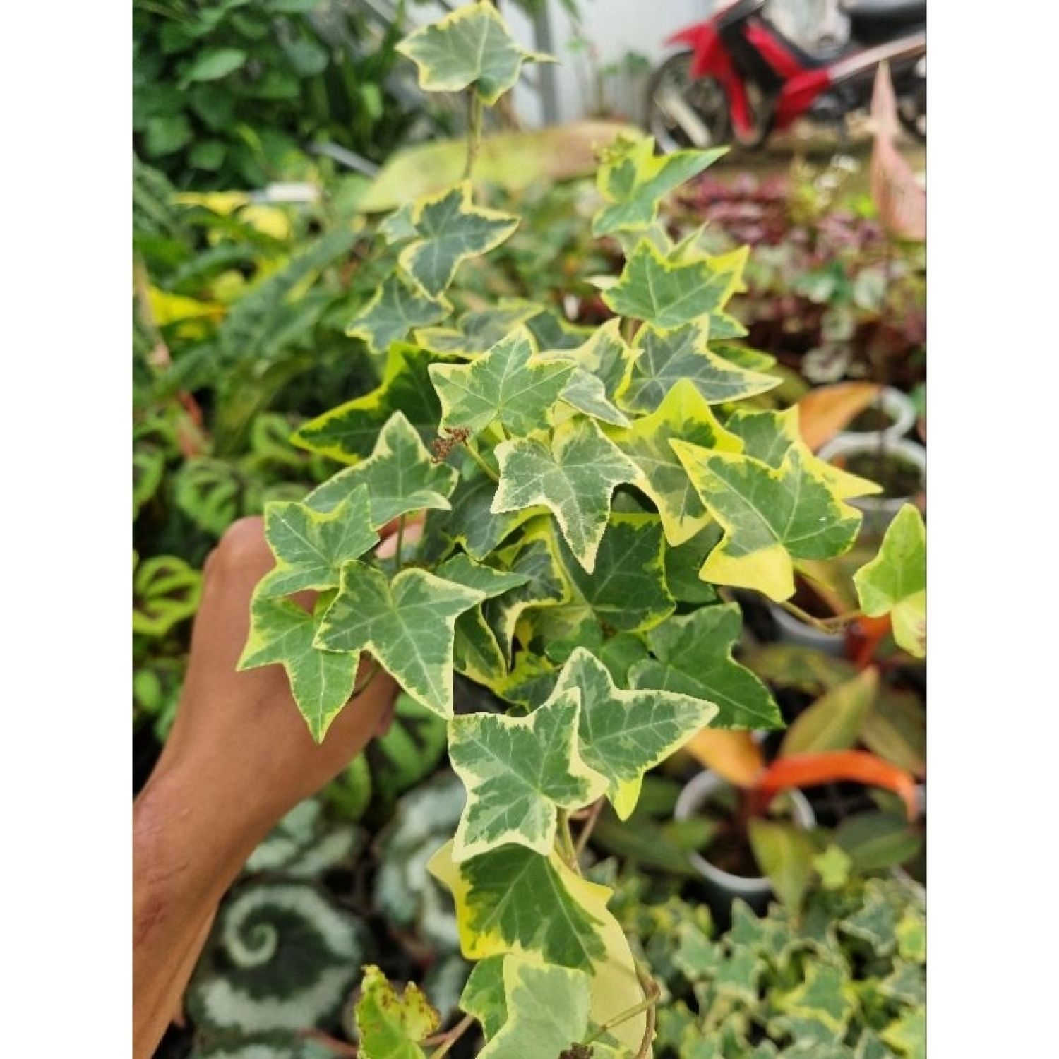 Chậu cây thường xuân
