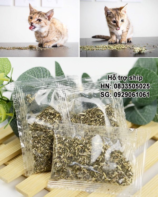 Hanpet - (gói nhỏ 2gr) Cỏ mèo ngửi Catnip cỏ bạc hà cho mèo ngửi là phê Chống búi lông tắc ruột trên mèo