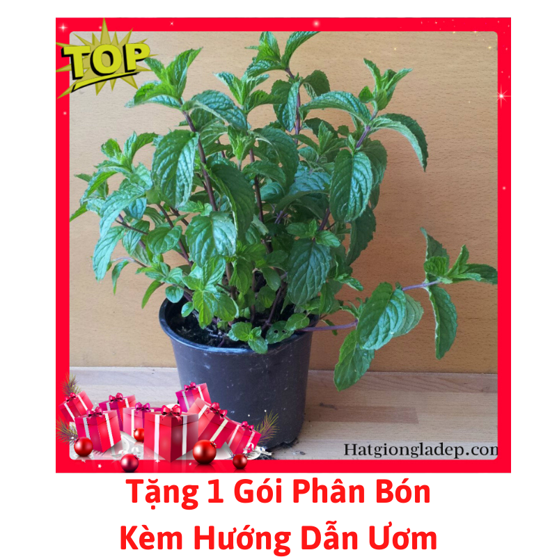 Gói Hạt Giống Cây Bạc Hà