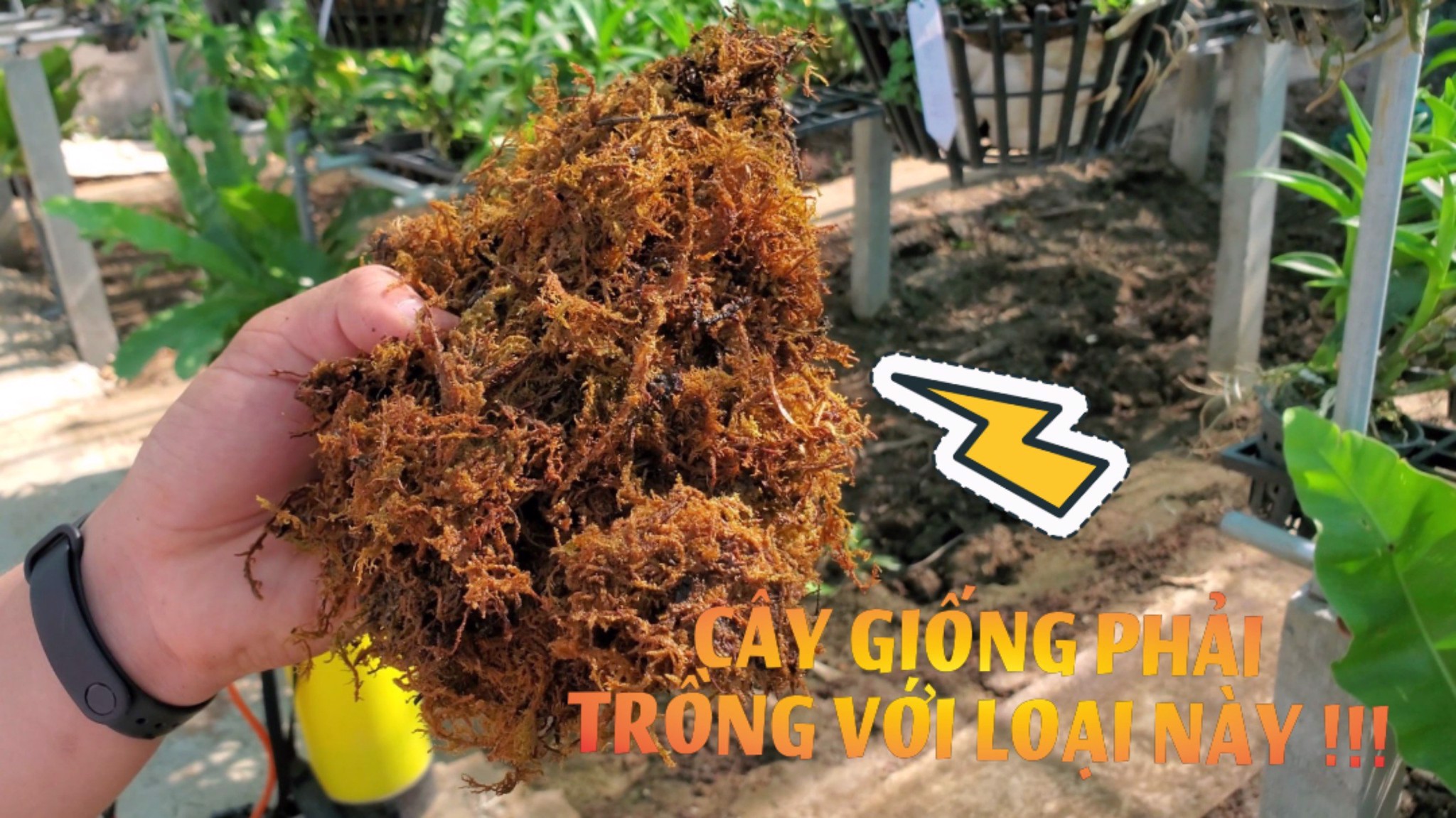 Rêu rừng- chất trồng số 1 cho cây con