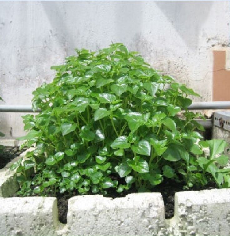 Hạt Giống Rau Càng Cua  0,5gr/gói