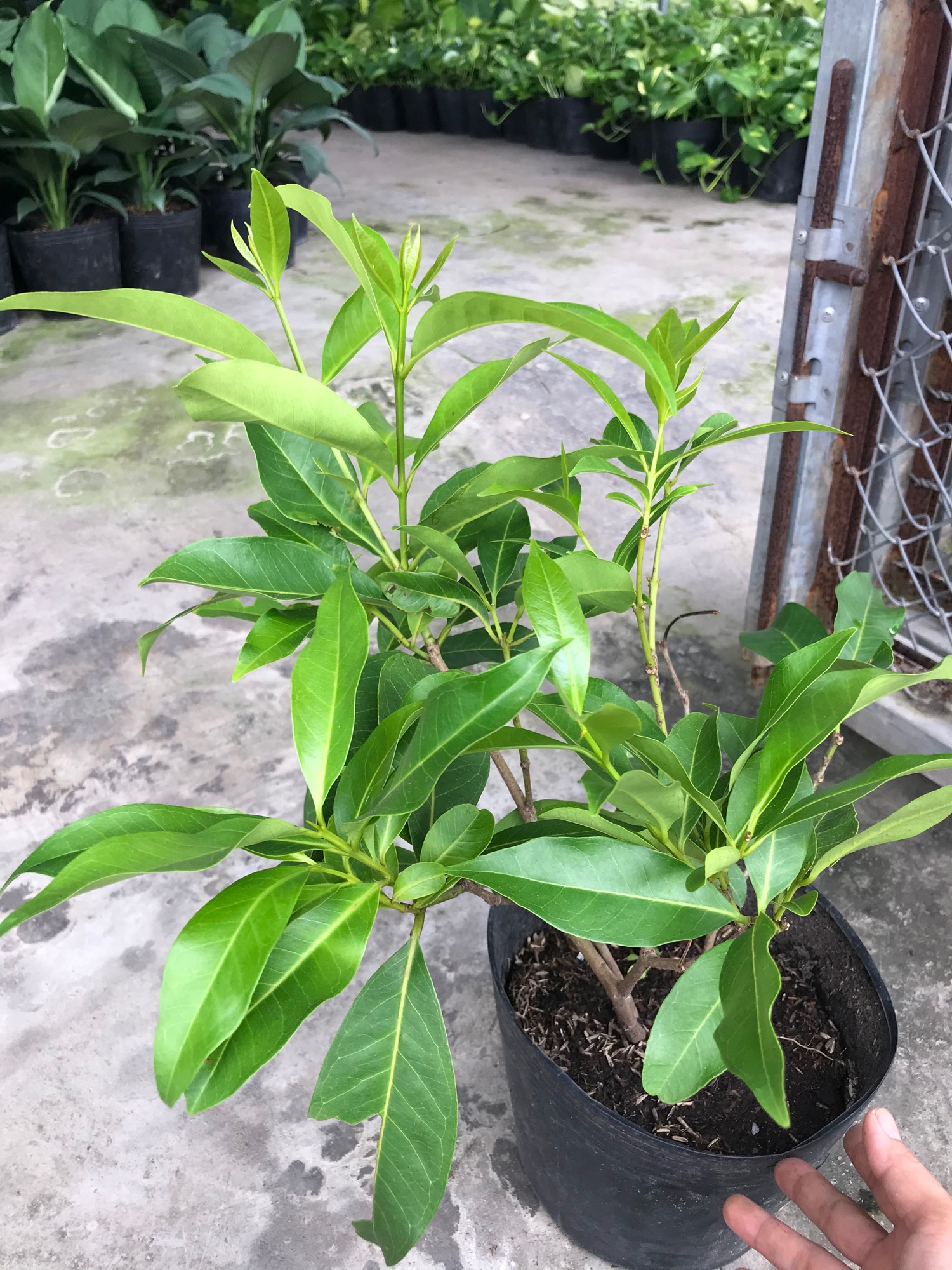 Cây lá vối + tặng phân bón cho cây mau lớn