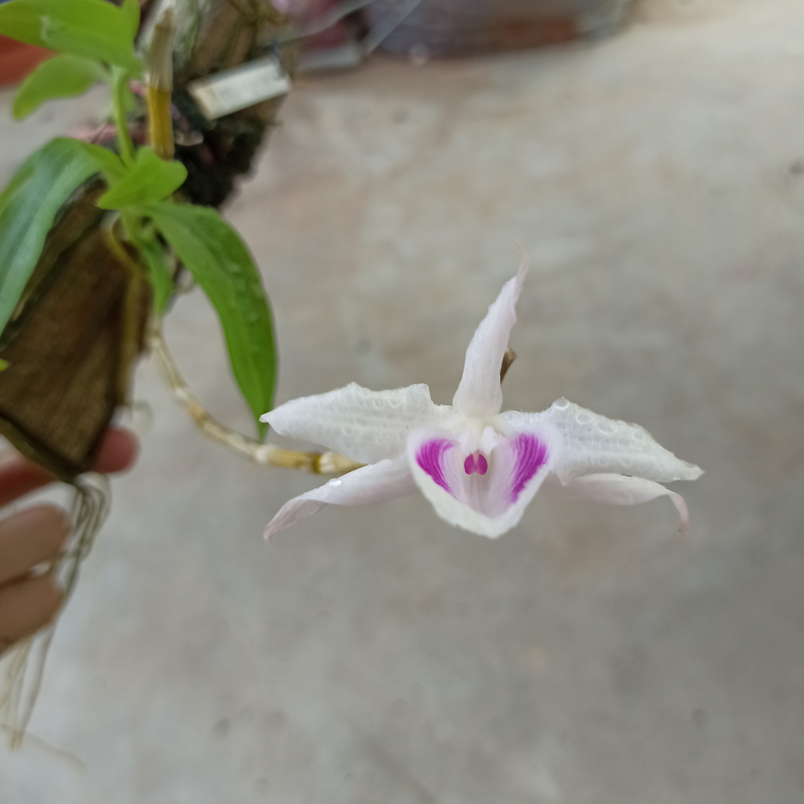 Giả Hạc 5CT Tình Duyên