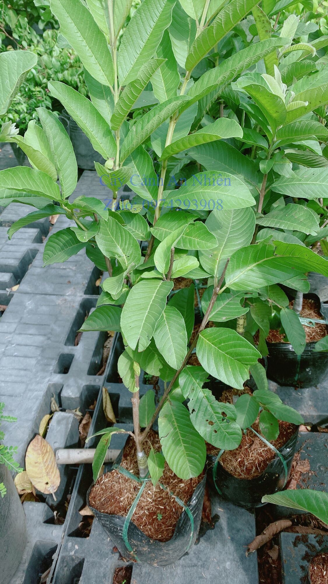 Cây Ổi Ruột Đỏ