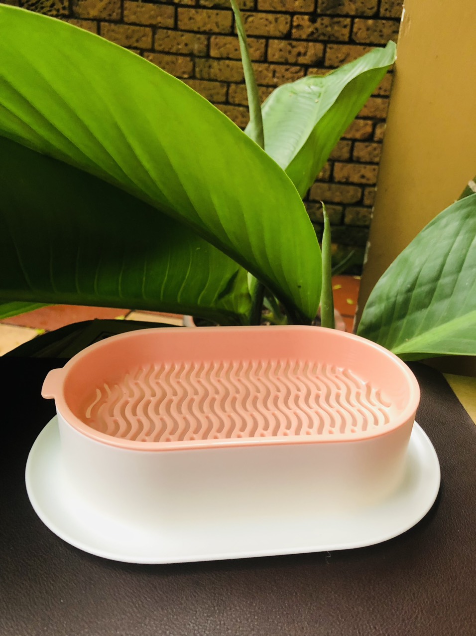 Bộ trồng cỏ mèo thủy sinh