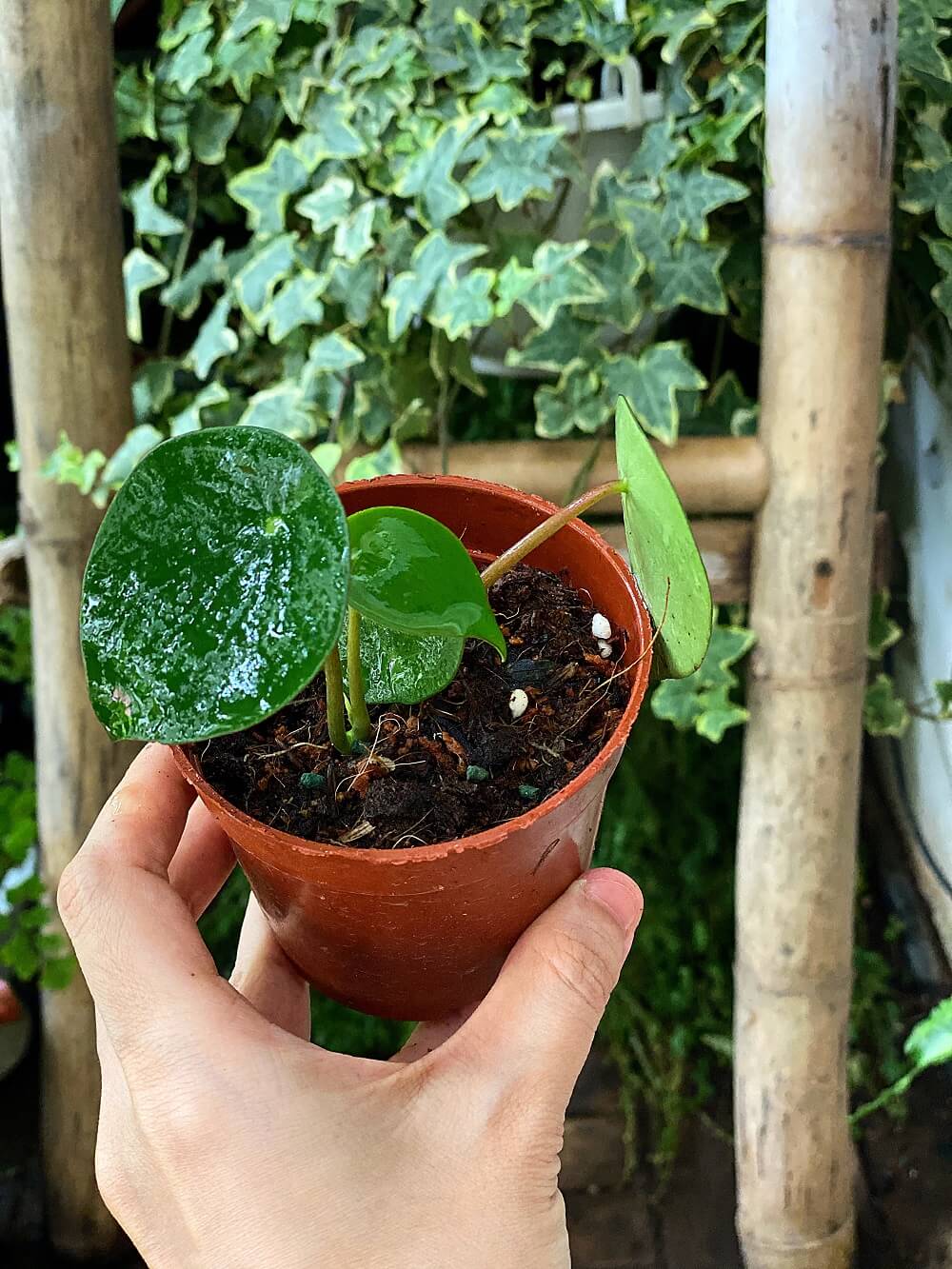Cây Peperomia polybotrya Raindrop (Cây Giọt Mưa) chậu nhựa