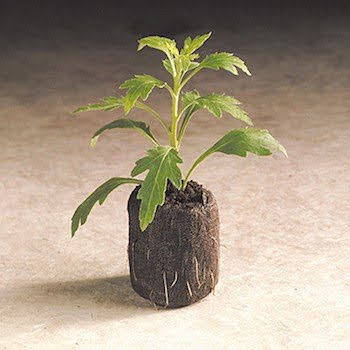 Vien nén xo dừa chuyên ươm giống lan gieo hạt cây trồng 200 viên=140k