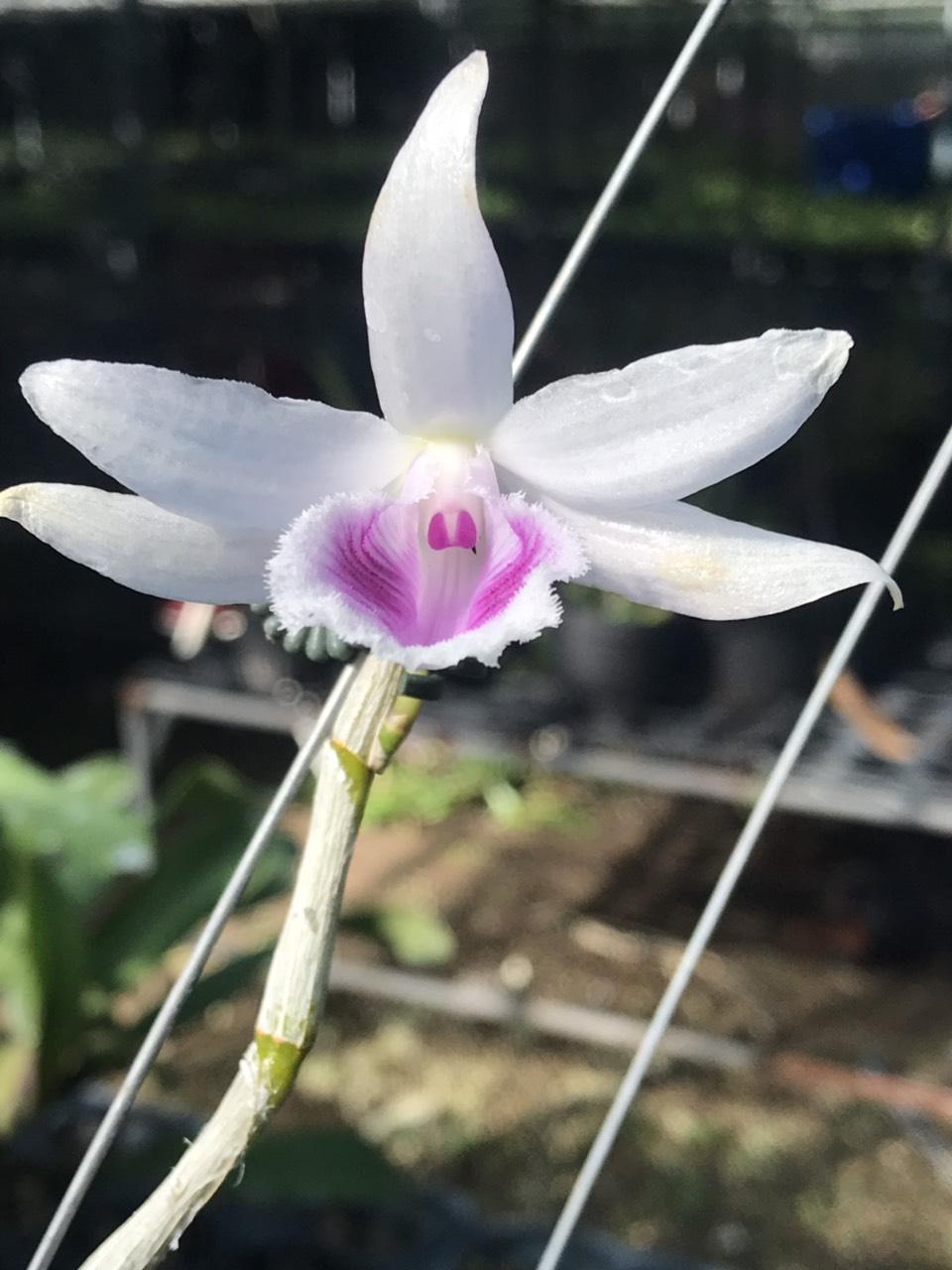 phi điệp chumoray hàng giống
