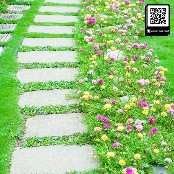 Hạt giống hoa mười giờ mix nhiều màu