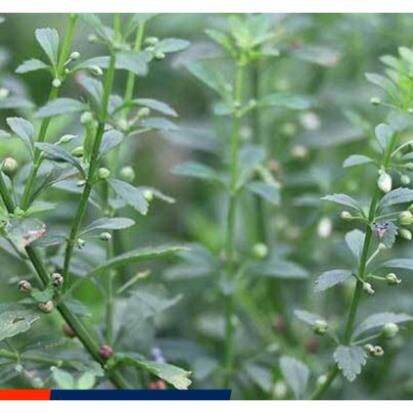 GIÁ TỐT Cây cam thảo đất khô 500g