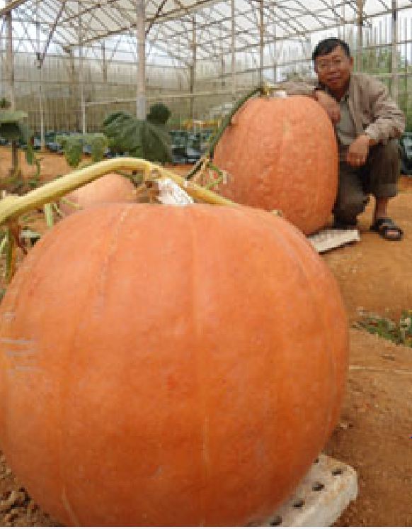 " Gói 5 "Hạt giống bí ngô khổng lồ ( bí đỏ khổng lồ ) [Seeds]