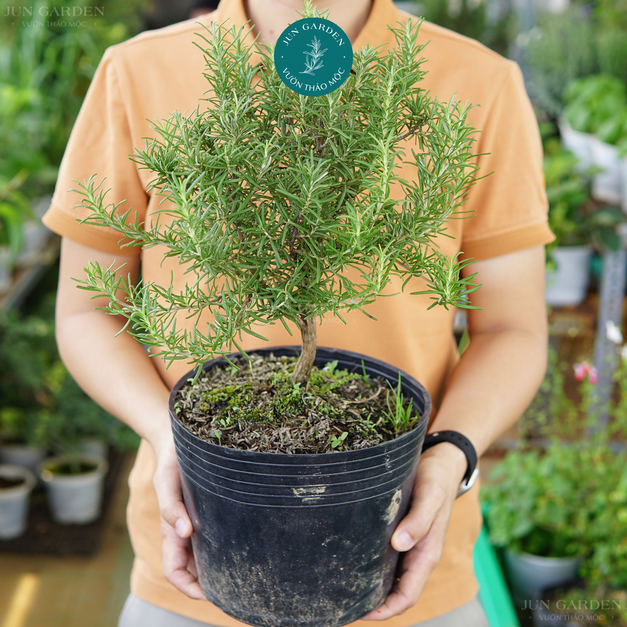 Hương Thảo Bonsai JUN GARDEN Size 100cm