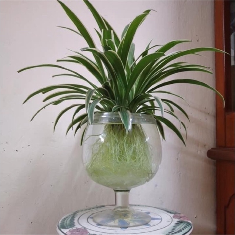 cỏ lan chi có rễ (3 cây)