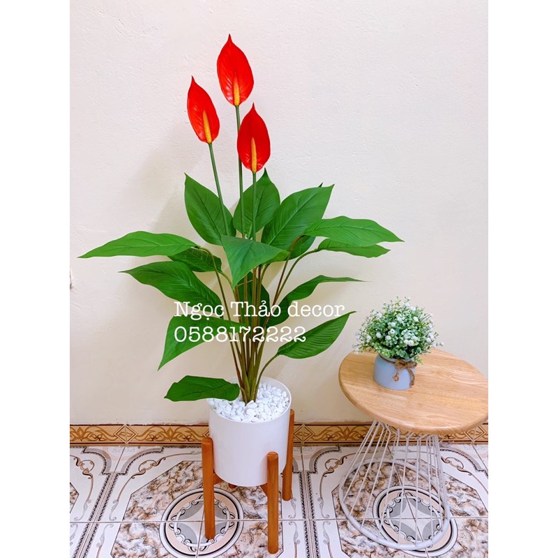 cây lan ý giả