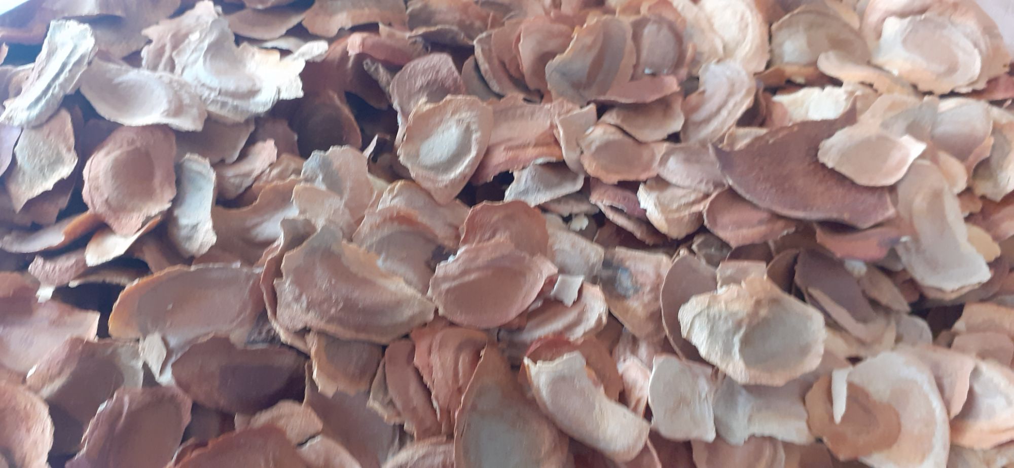 200 gram hạt xà cừ