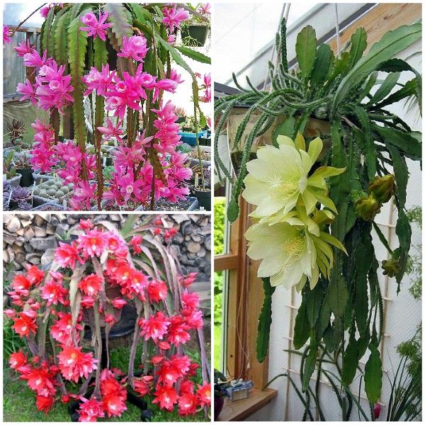 [Mới] - Hạt giống hoa quỳnh  giá rẻ