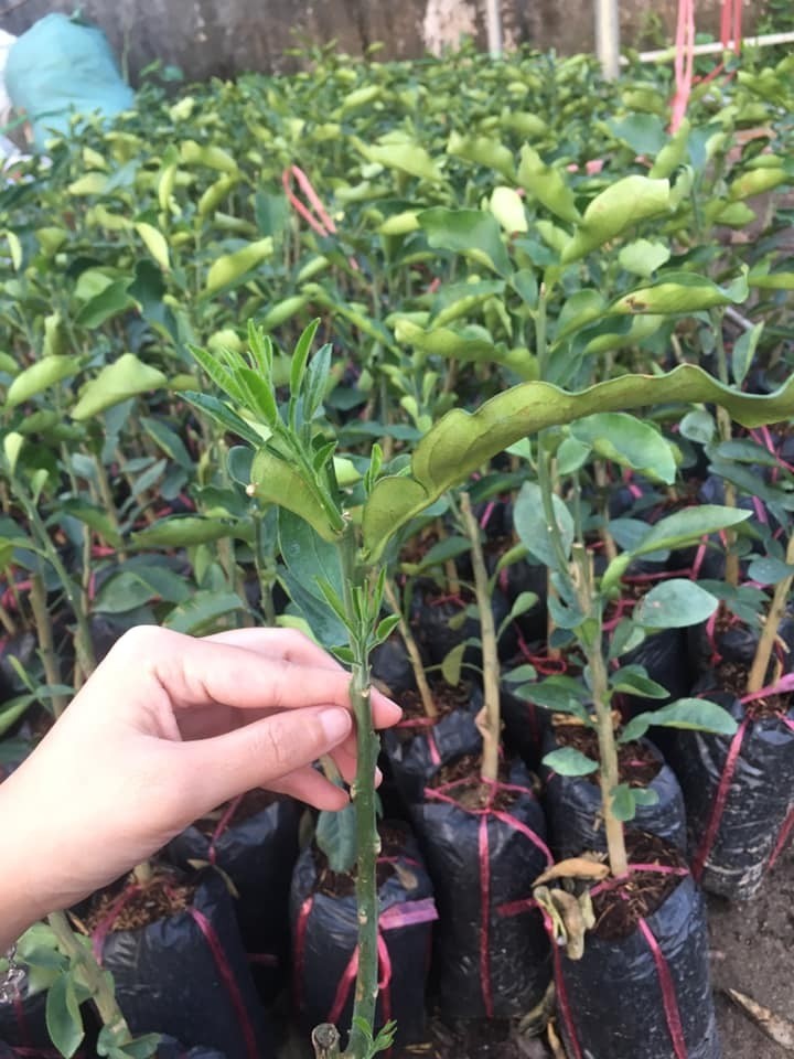 CÂY GIỐNG BƯỞI RUBY THÁI LAN + Tặng 2 Cây Quế Giống