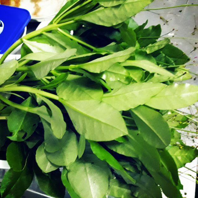 Package of 0.5Gr of Ground Ginseng Seeds/Soil Ginseng for Making Vegetables and Herbs