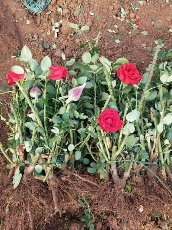 Combo 5 gốc hoa hồng ngoại gốc đại nhiều màu