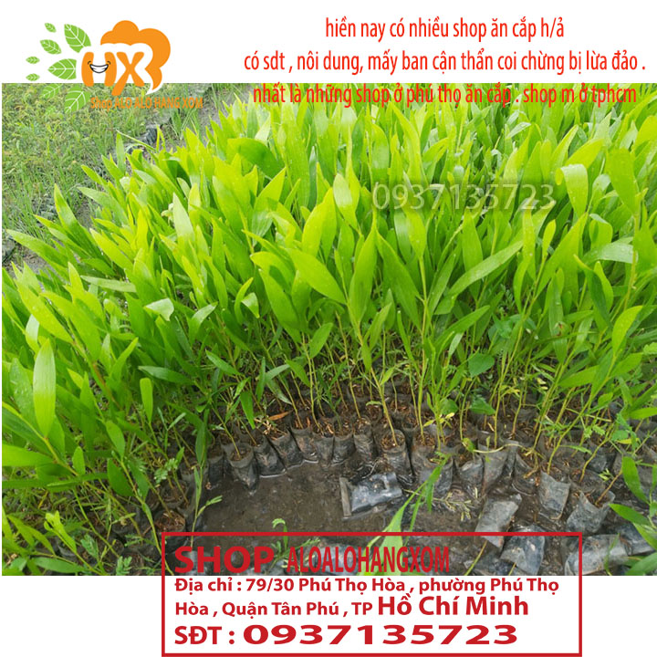 [HCM]combo 50 cây tràm lai cây giống