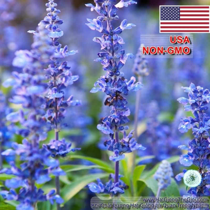 1GR 650.HAT Hạt Giống Bài Hương Hyssop (| C26*W43*M207)