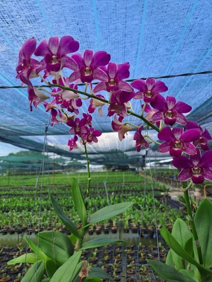 [Siêu Sale] dendro giống tom sổ chớp 5% khỏe mạnh cứng cáp dể trồng