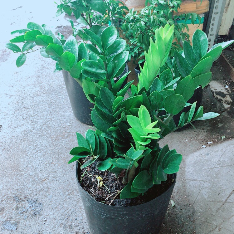 Kim tiền size lớn