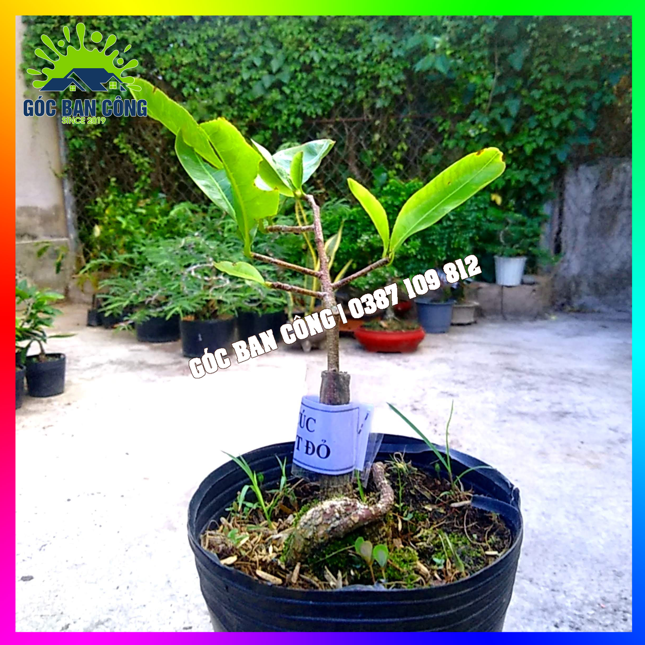Cây Mai Cúc Đọt Đỏ Gốc Quái Mini