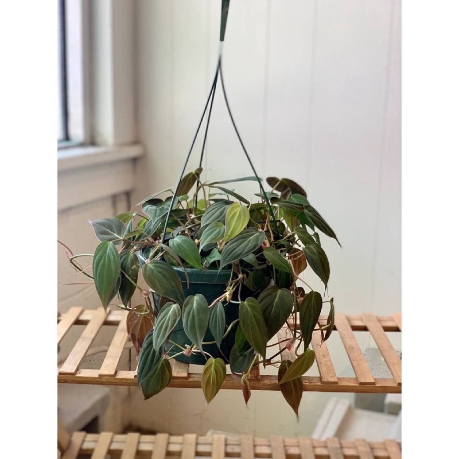 Cây giống Philodendron Micans chậu nhựa