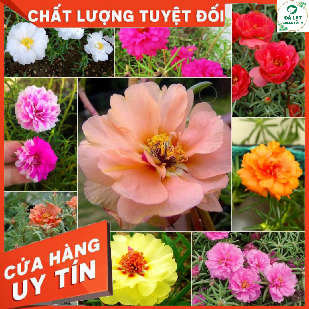 1K_Hạt Giống Hoa Mười Giờ Mỹ